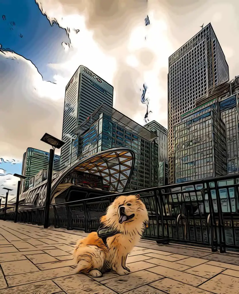 dog infront of canary wharf developments